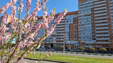 На пр. Аэрокосмическом цветут сакуры, в Центральном парке — магнолии и миндаль