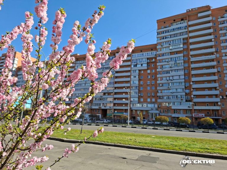 На пр. Аэрокосмическом цветут сакуры, в Центральном парке — магнолии и миндаль