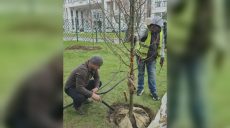 Десять деревьев высадили в центре Харькова вместо снесенных (фото)