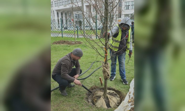 Десять деревьев высадили в центре Харькова вместо снесенных (фото)