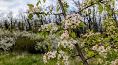 Вітер нарешті схаменеться, а заморозки — ні: погода на Харківщині 29 квітня