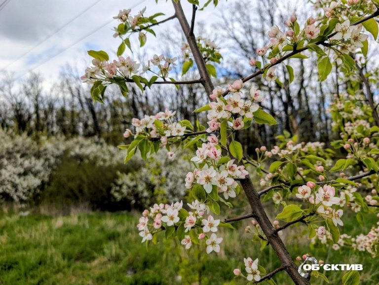Ветер наконец угомонится, а заморозки — нет: погода на Харьковщине 29 апреля