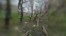 Непогода валила деревья и ломала ветви: последствия сильного ветра в Харькове