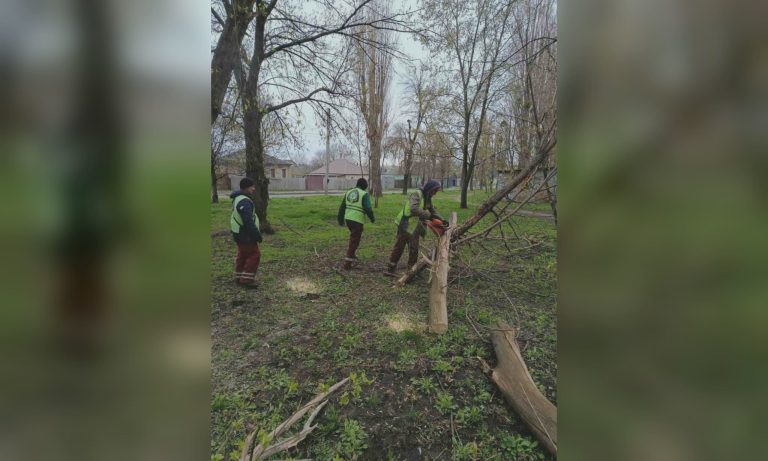 Непогода валила деревья и ломала ветви: последствия сильного ветра в Харькове