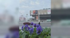 Тысячи виол в центре Харькова и новая клумба у канатной дороги (фото)