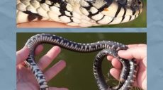 Які змії живуть на Харківщині та як розрізняти отруйних і безпечних