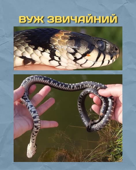 Какие змеи живут на Харьковщине и как различать ядовитых и безопасных