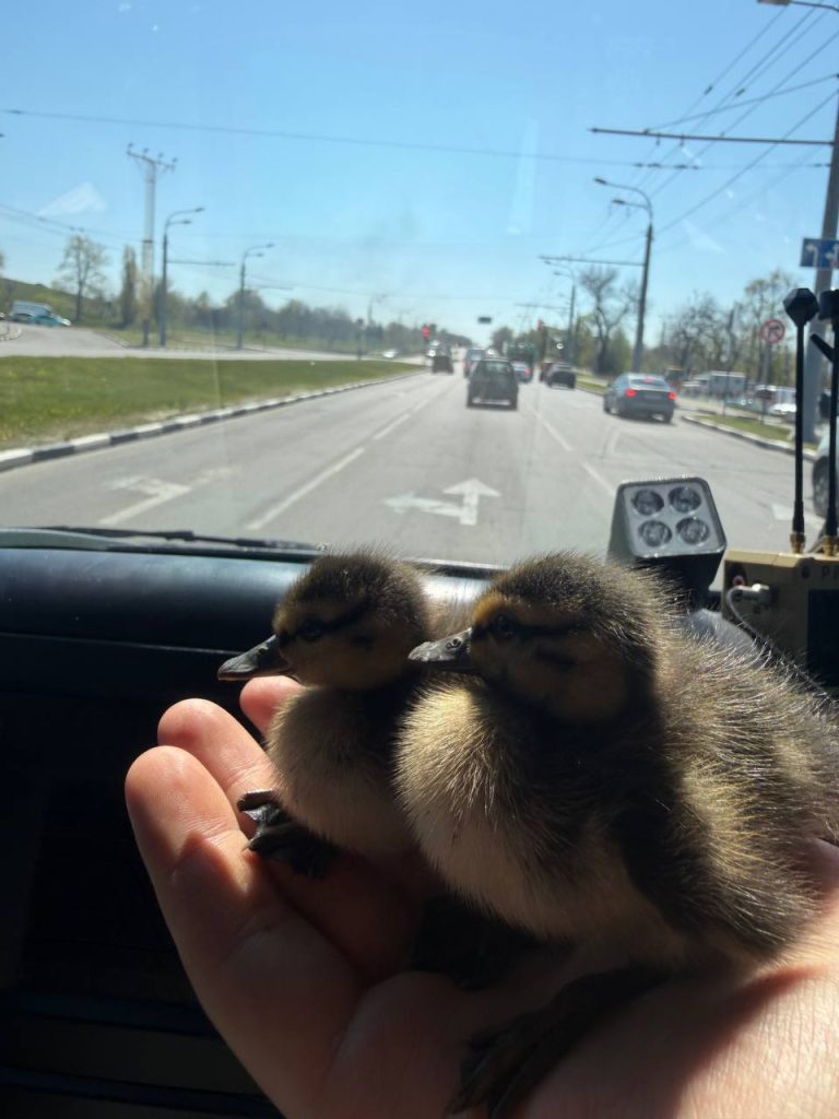 утят спасли в Харькове