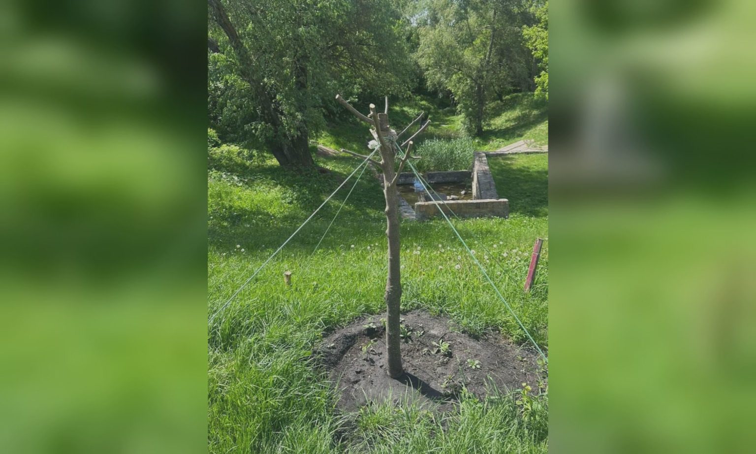 Невідомий пошкодив дерева у Харкові: комунальники звернулись до містян