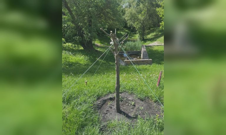 Неизвестный повредил деревья в Харькове: коммунальщики обратились к горожанам
