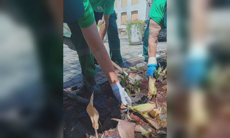 Из клумб в центре Харькова выкапывают тюльпаны (фото)