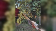 Что наделал сильный ветер в Харькове накануне, показали коммунальщики (фото)