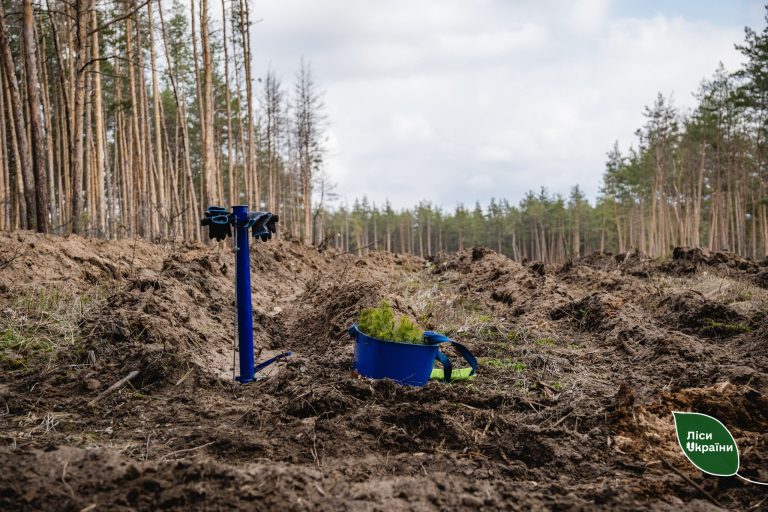Высадку леса на Харьковщине приостановили — причины (фото)