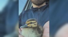В Харькове спасли утят, провалившихся в канализацию (фото, видео)