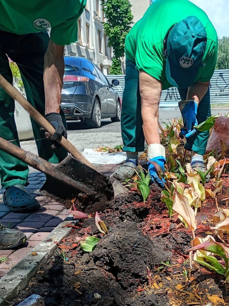 из клумб в Харькове выкапывают тюльпаны