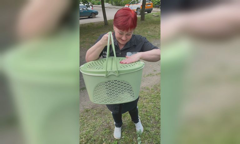 Три дня кошка не могла спуститься с дерева: как спасали животное в Харькове 📹