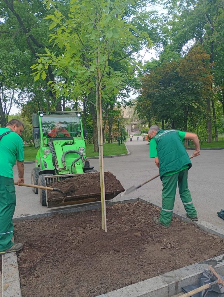В Харькове посадили дуб