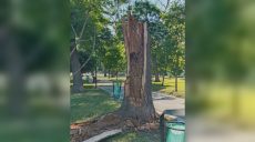 Сухое дерево упало в парке в Харькове: повреждены лавочки (фото)