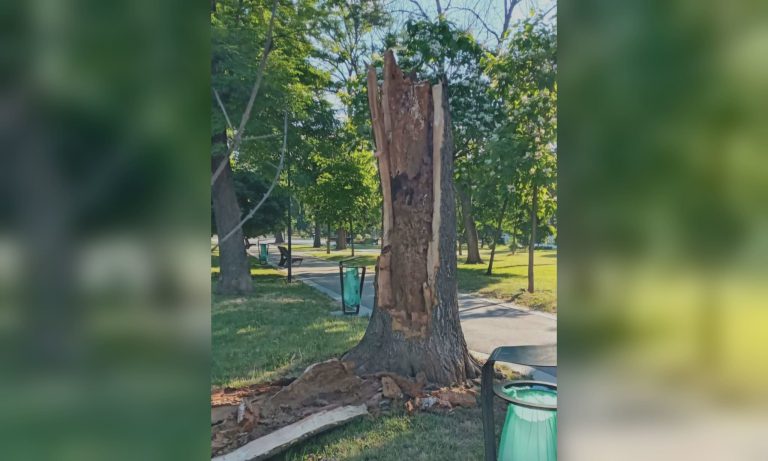 Сухое дерево упало в парке в Харькове: повреждены лавочки (фото)