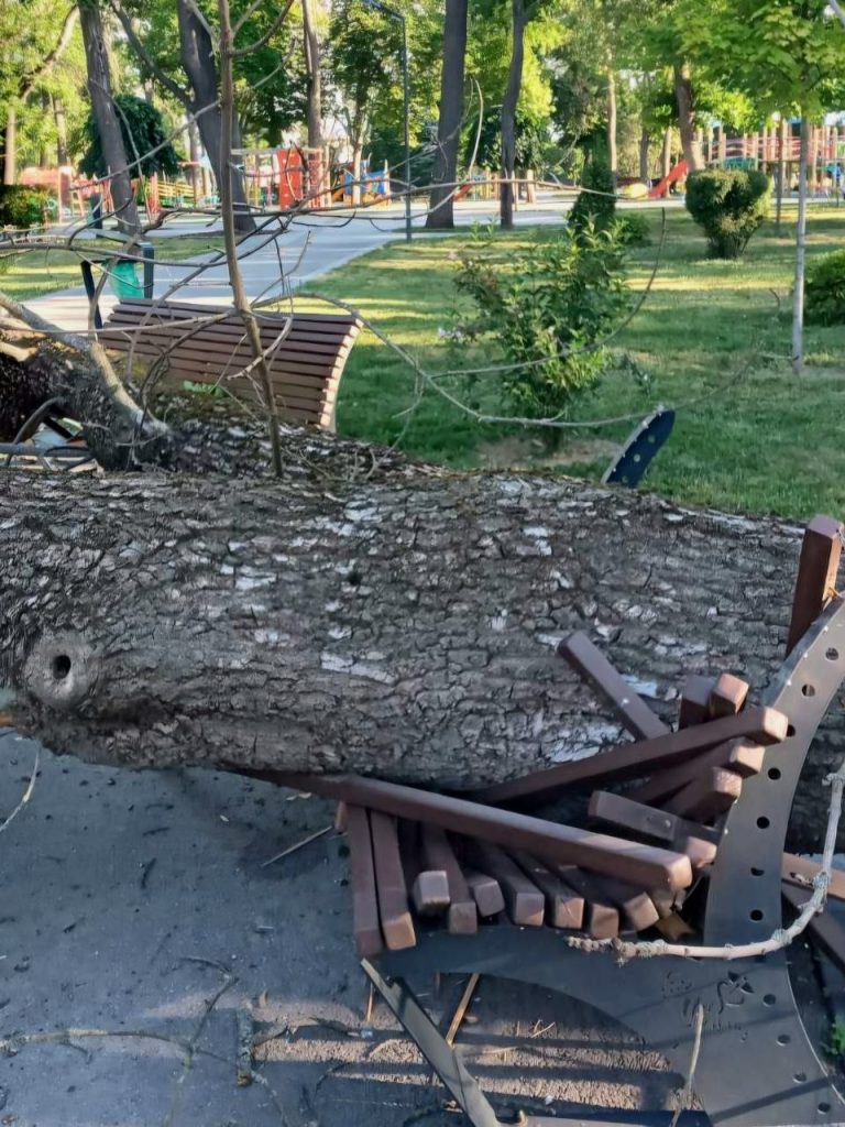 дерево упало в парке