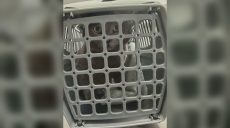 У Серёжки теперь есть семья: раненого котика из Купянска приютила землячка