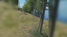 Сетки появились вокруг деревьев на Журавлевке: зачем (фото)