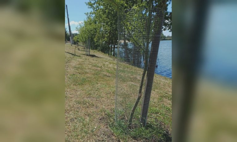 Сетки появились вокруг деревьев на Журавлевке: зачем (фото)