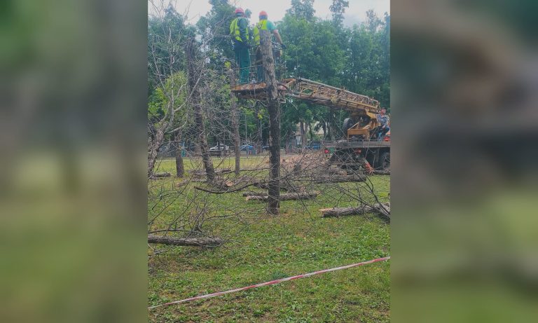 Более 30 деревьев спилят на бульваре Юрьева: зачем (фото)