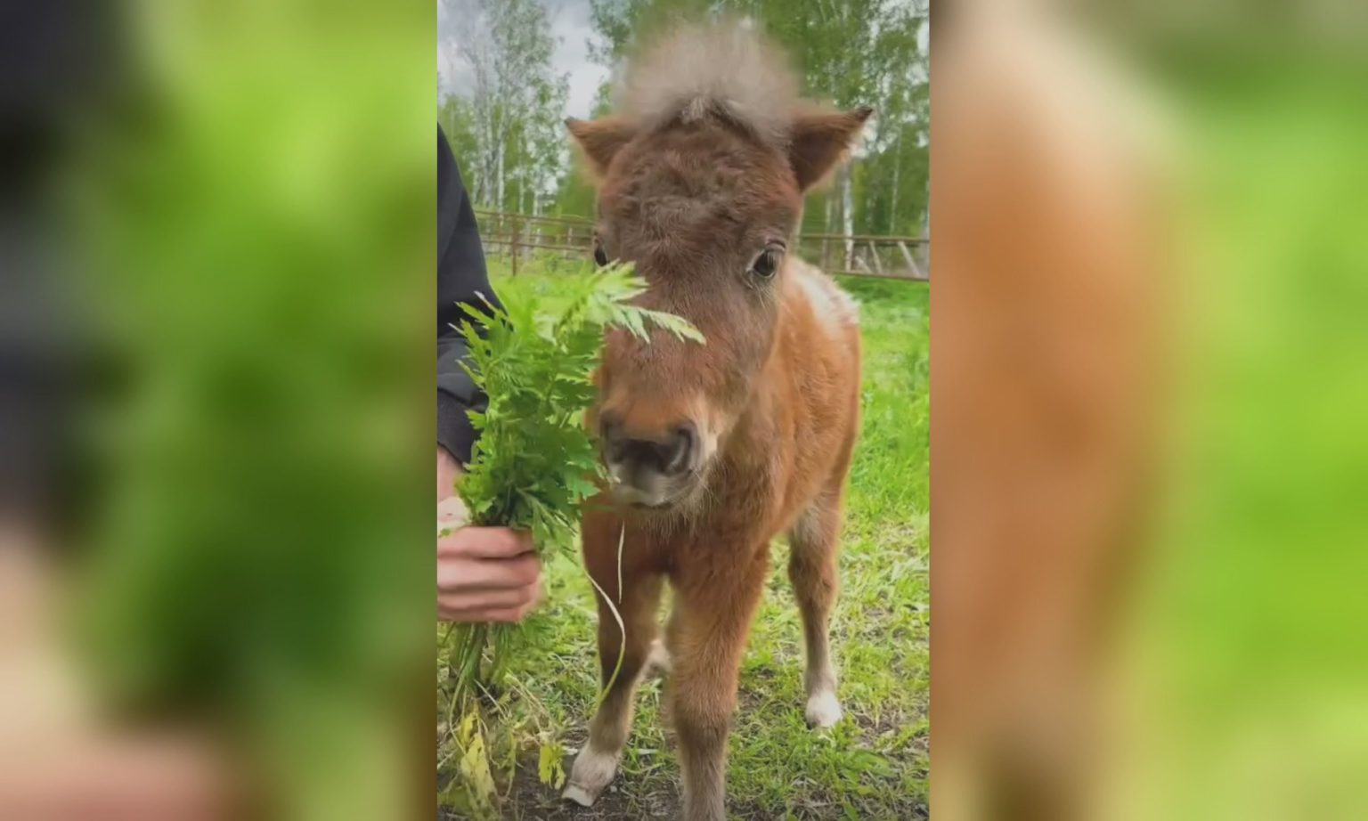Маленьке диво в екопарку під Харковом: хто народився (відео)