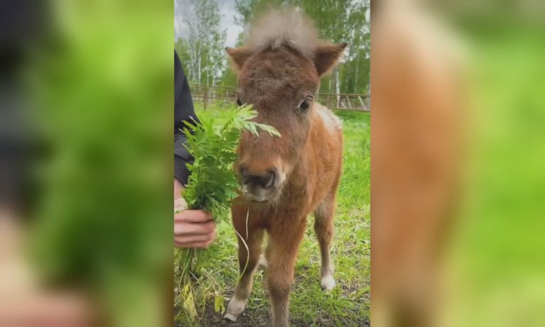 Маленькое чудо в экопарке под Харьковом: кто родился (видео)