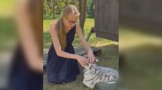 Як маленьке тигреня рятується від спеки в екопарку під Харковом (відео)
