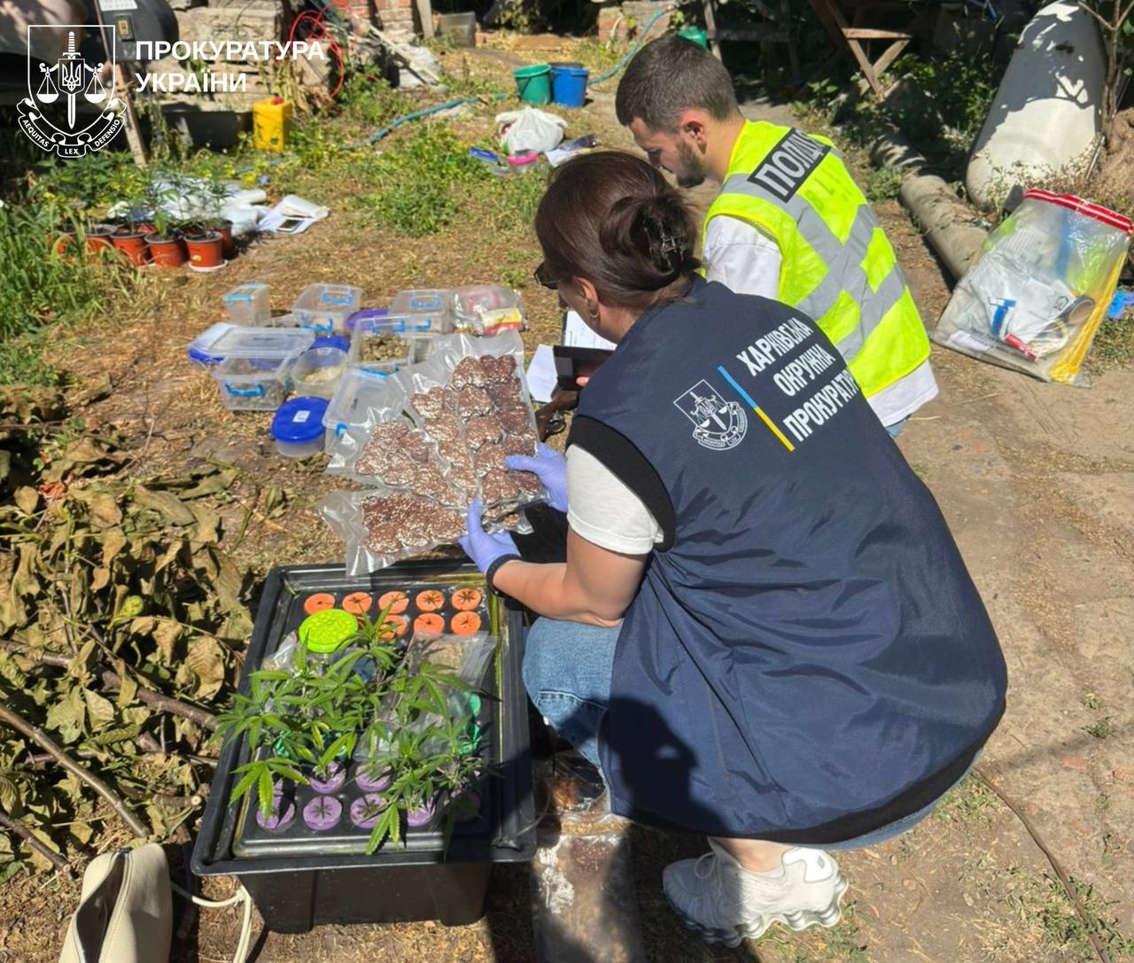 плантацию конопли обнаружили в Высоком на Харьковщине 2