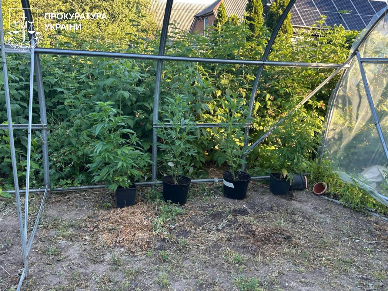 плантацию конопли обнаружили в Высоком на Харьковщине 3