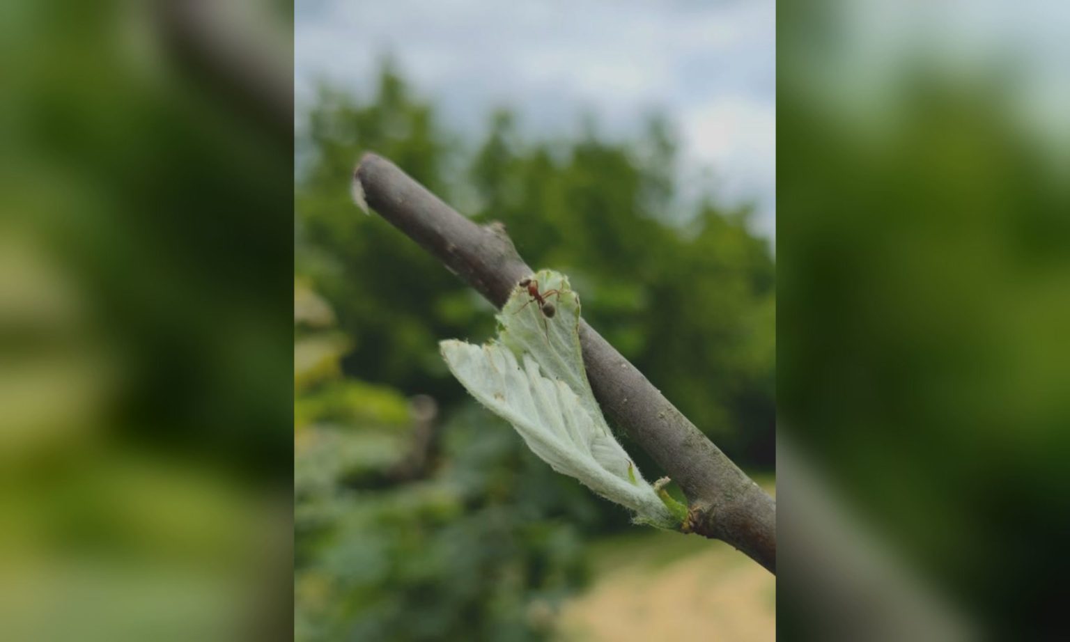 Четыре рябины, поврежденные вандалами в Харькове, удалось спасти