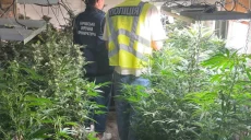 Операція “Джентльмени” на Харківщині: копи вилучили майже 28 кг канабісу