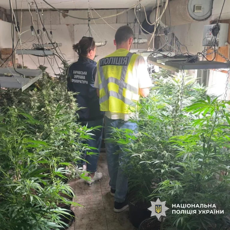 Операція “Джентльмени” на Харківщині: копи вилучили майже 28 кг канабісу