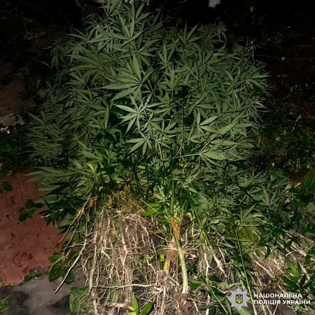 кусты конопли нашли на Харьковщине