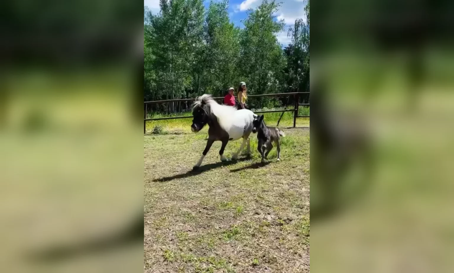 Поповнення в екопарку під Харковом: хто народився (відео)