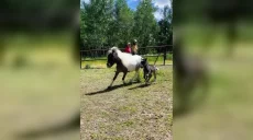 Поповнення в екопарку під Харковом: хто народився (відео)