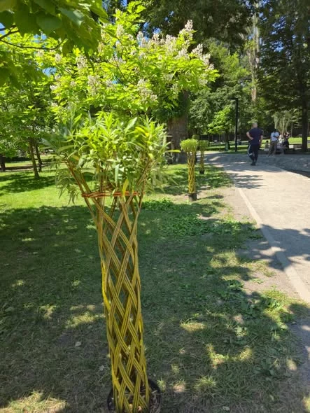 ивы в Саржином яру