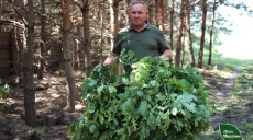 Дуб для оленей, крапива для зайцев: в лесах Харьковщины готовят корма на зиму