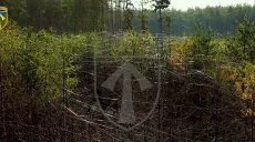 Тысячи км «паутины» из оптоволокна: как выглядят Волчанские леса (видео)