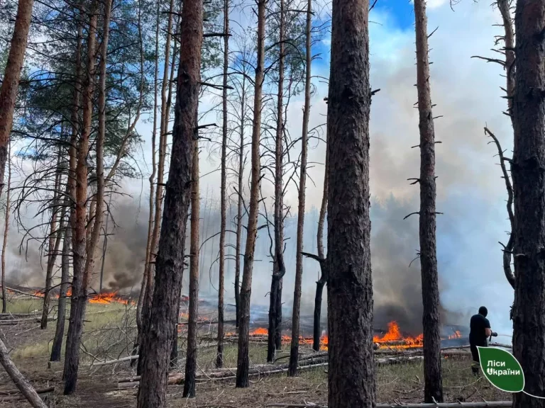 Более чем в восемь раз уменьшилась площадь лесных пожаров на Харьковщине