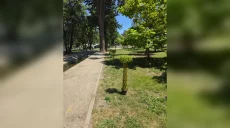Особенные ивы появились в Харькове: коммунальщики показали фото