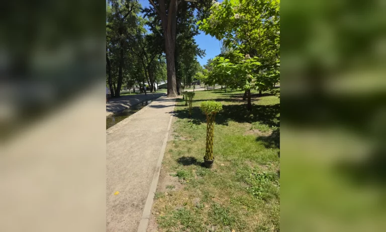 Особенные ивы появились в Харькове: коммунальщики показали фото