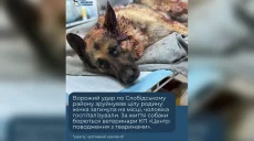Хозяйка погибла: врачи борются за жизнь овчарки, раненной в Харькове