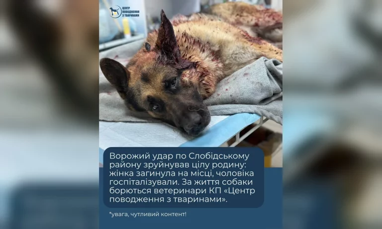Хозяйка погибла: врачи борются за жизнь овчарки, раненной в Харькове