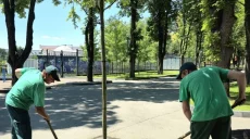 «Начали прислушиваться»: биолог о том, что на улицах Харькова появились дубы