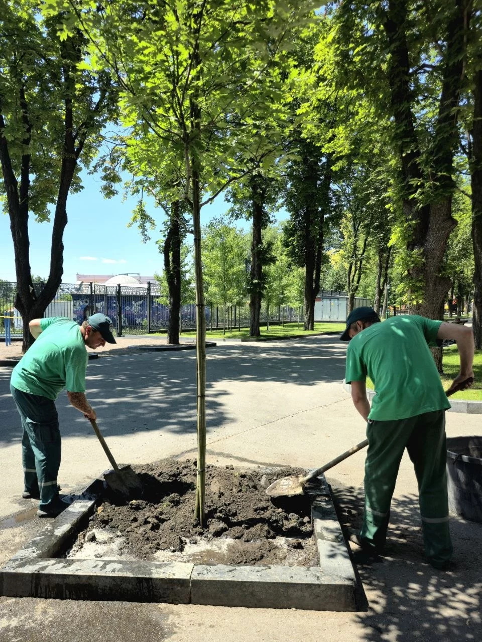 «Начали прислушиваться»: биолог о том, что на улицах Харькова появились дубы
