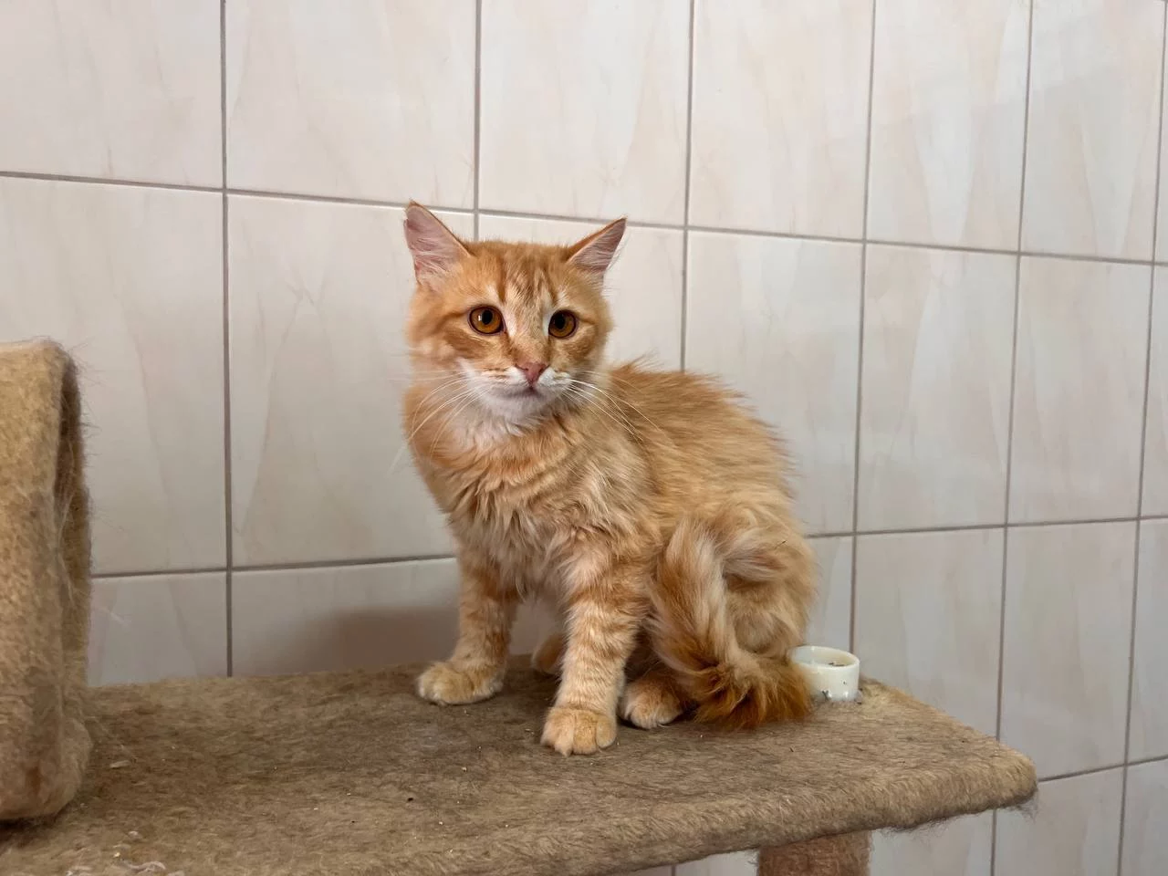 Рыжий кот в центре обращения с животными